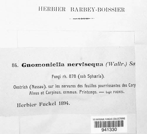 Gnomonia nervisequa image